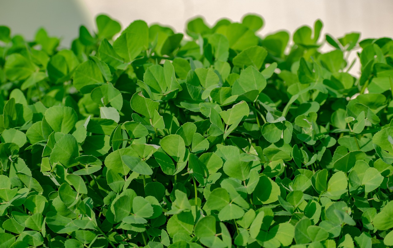 Fenugreek Leaf